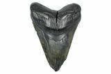 Bargain, Fossil Megalodon Tooth - South Carolina #371771-1